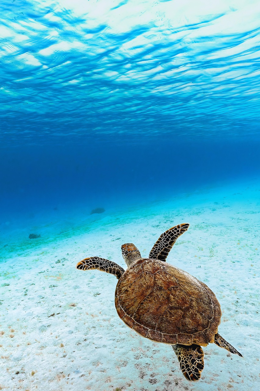 snorkeling sea turtle Caribbean
